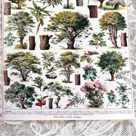 Vintage Scientific "Arbres" (Trees) French Forestry Chart 8x10 - Picture 5 of 5